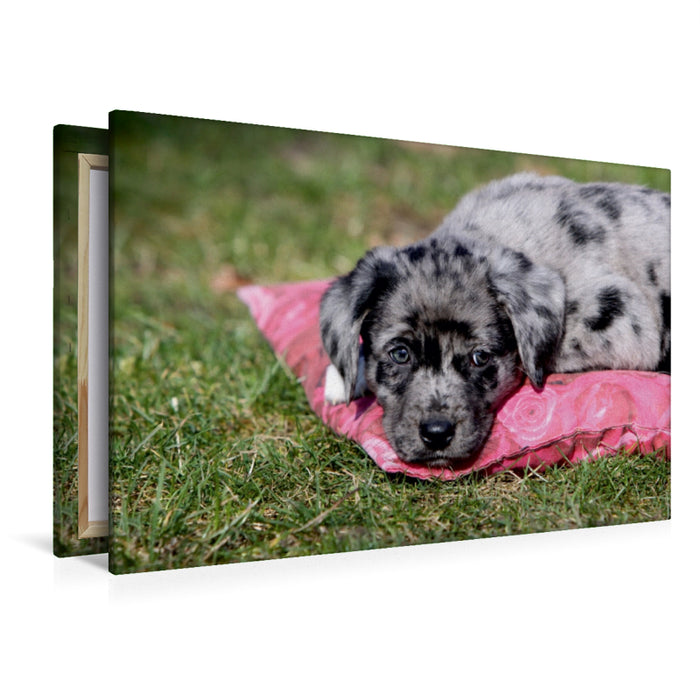 Premium Textil-Leinwand Premium Textil-Leinwand 120 cm x 80 cm quer Australian Shepherd Mischlingswelpe