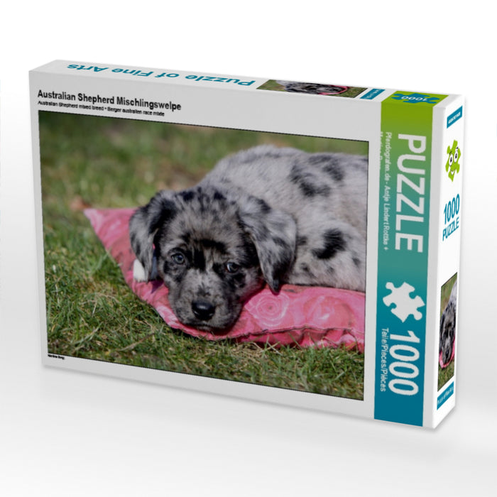 Australian Shepherd Mischlingswelpe - CALVENDO Foto-Puzzle - calvendoverlag 29.99