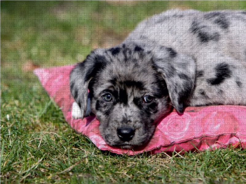 Australian Shepherd Mischlingswelpe - CALVENDO Foto-Puzzle - calvendoverlag 29.99