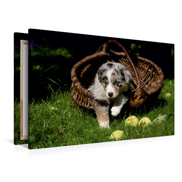 Premium Textil-Leinwand Premium Textil-Leinwand 120 cm x 80 cm quer Australian Shepherd-Welpe