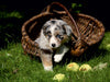 Australian Shepherd-Welpe - CALVENDO Foto-Puzzle - calvendoverlag 29.99