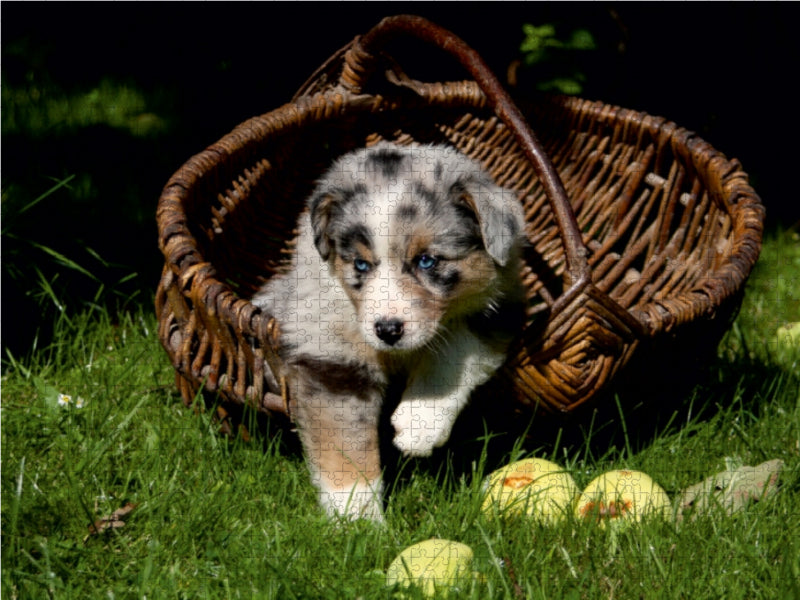 Australian Shepherd-Welpe - CALVENDO Foto-Puzzle - calvendoverlag 29.99