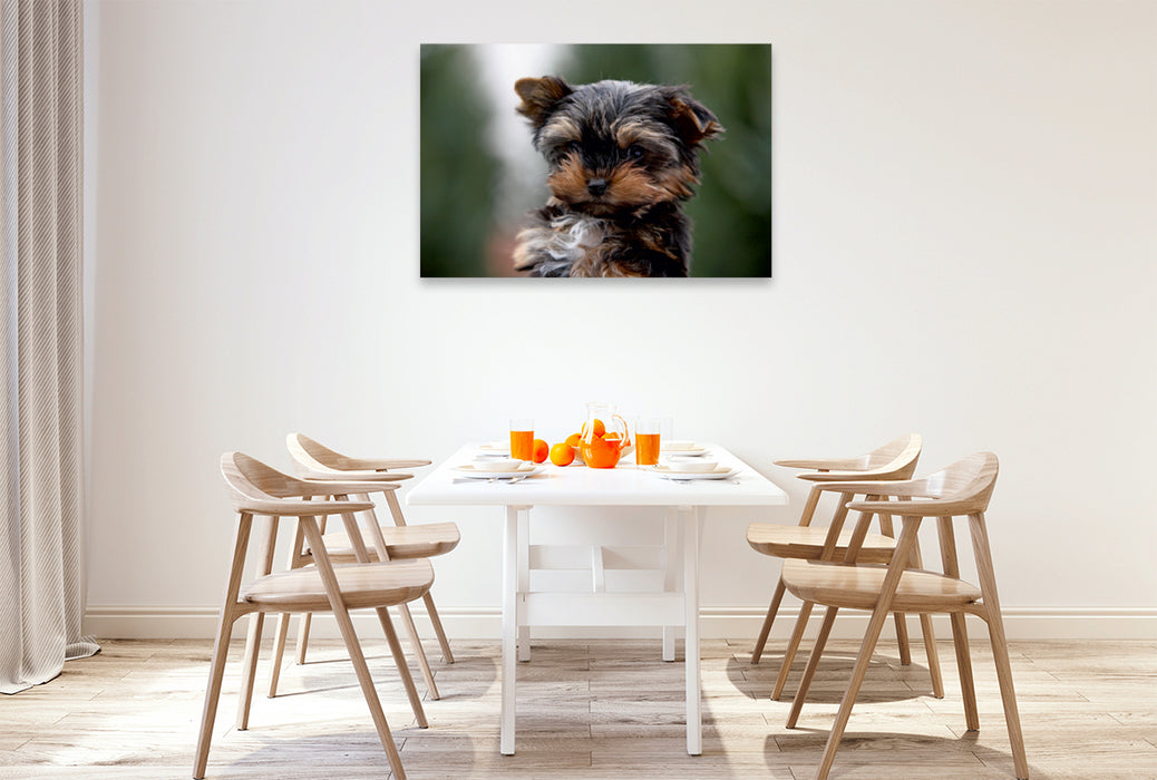 Premium Textil-Leinwand Premium Textil-Leinwand 120 cm x 80 cm quer Yorkshire-Terrier Welpe