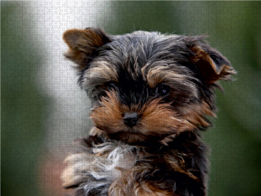 Yorkshire-Terrier Welpe - CALVENDO Foto-Puzzle - calvendoverlag 29.99