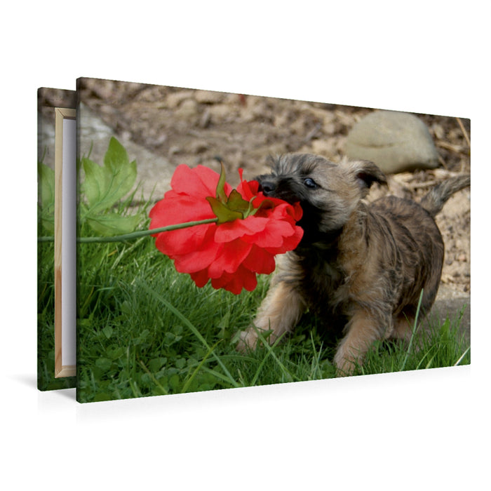 Premium Textil-Leinwand Premium Textil-Leinwand 120 cm x 80 cm quer Cairn Terrier Welpe