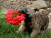 Cairn Terrier Welpe - CALVENDO Foto-Puzzle - calvendoverlag 29.99