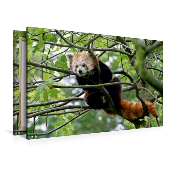 Premium Textil-Leinwand Premium Textil-Leinwand 120 cm x 80 cm quer Kleiner Panda