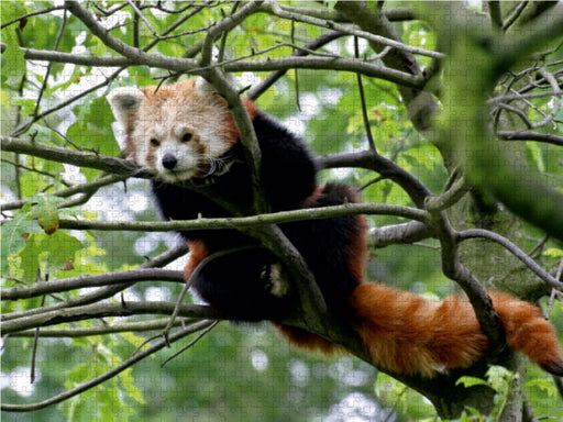 Kleiner Panda - CALVENDO Foto-Puzzle - calvendoverlag 29.99