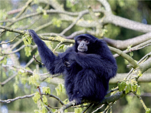 Siamang - CALVENDO Foto-Puzzle - calvendoverlag 29.99