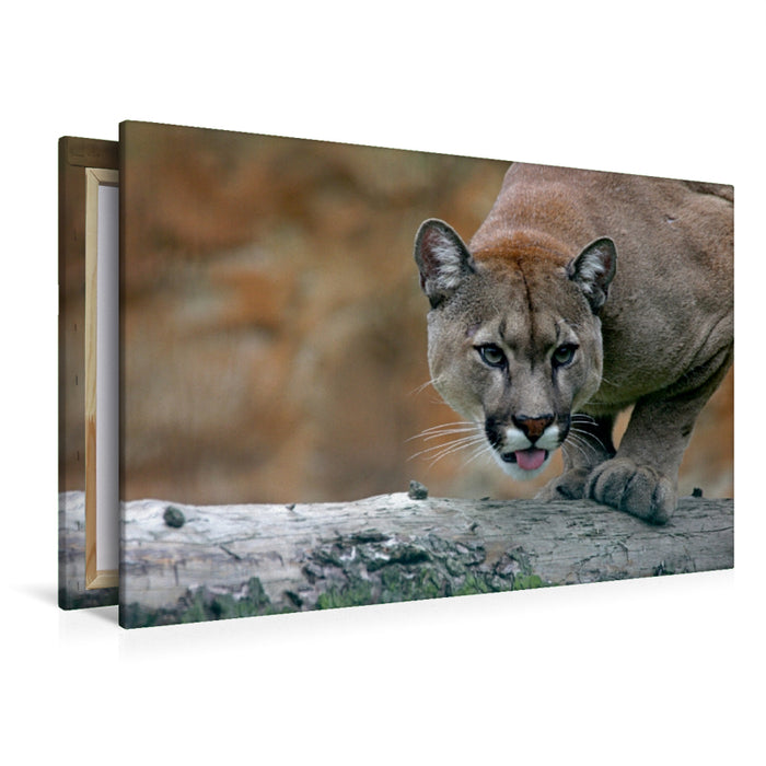 Premium Textil-Leinwand Premium Textil-Leinwand 120 cm x 80 cm quer Puma