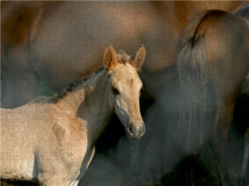 Wildpferd-Fohlen - CALVENDO Foto-Puzzle - calvendoverlag 29.99