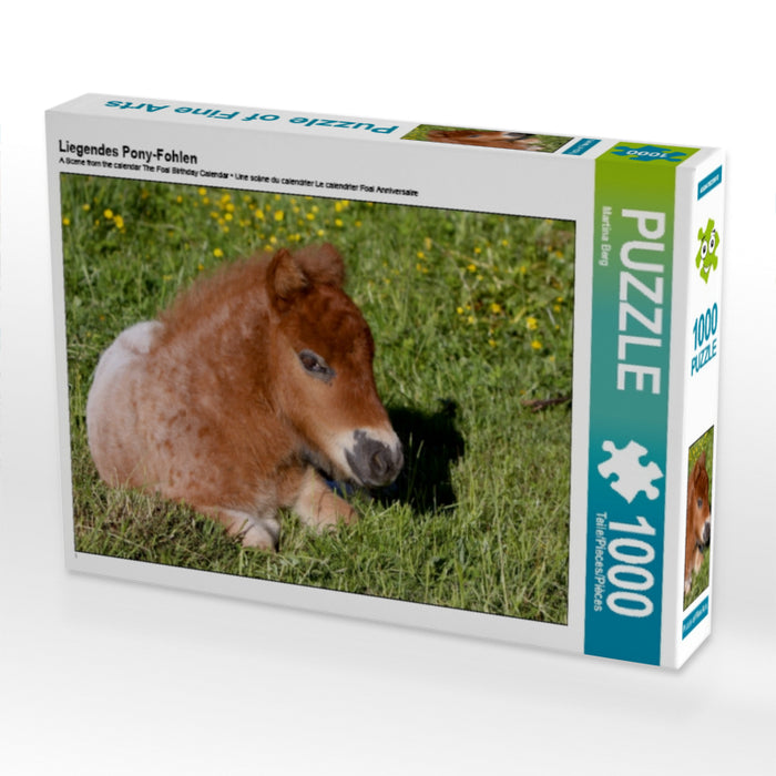 Liegendes Pony-Fohlen - CALVENDO Foto-Puzzle - calvendoverlag 29.99