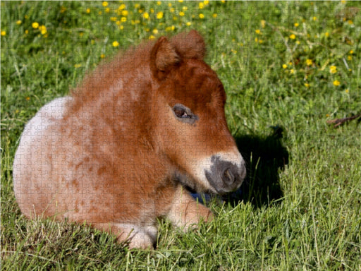 Liegendes Pony-Fohlen - CALVENDO Foto-Puzzle - calvendoverlag 29.99
