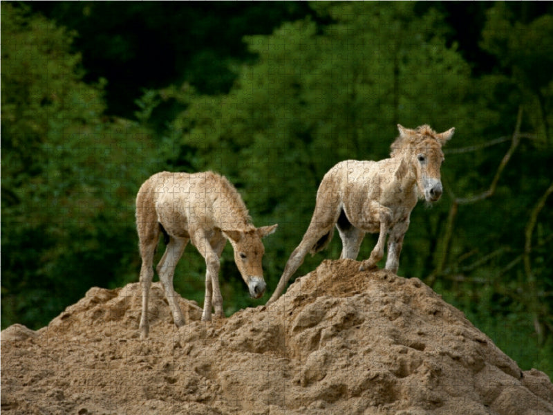 Przewalski-Fohlen - CALVENDO Foto-Puzzle - calvendoverlag 29.99