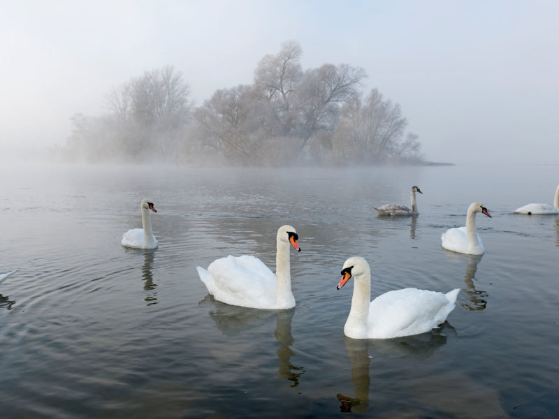 Ein Jahr mit den Schwänen - CALVENDO Foto-Puzzle - calvendoverlag 29.99