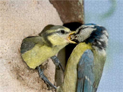 Elternzeit - das Familienleben der Blaumeisen - CALVENDO Foto-Puzzle - calvendoverlag 29.99