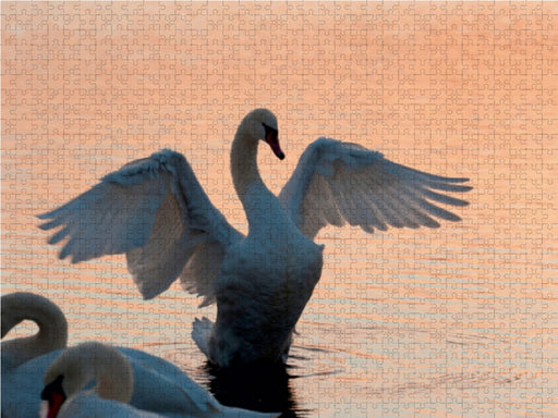 Ein Jahr mit den Schwänen - CALVENDO Foto-Puzzle - calvendoverlag 29.99