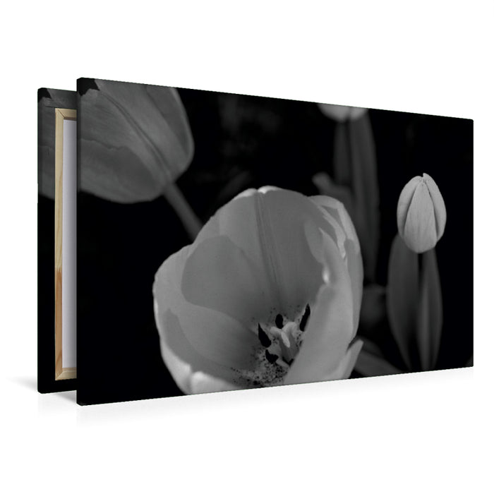 Premium Textil-Leinwand Premium Textil-Leinwand 120 cm x 80 cm quer Tulpenblüten in schwarz/weiss