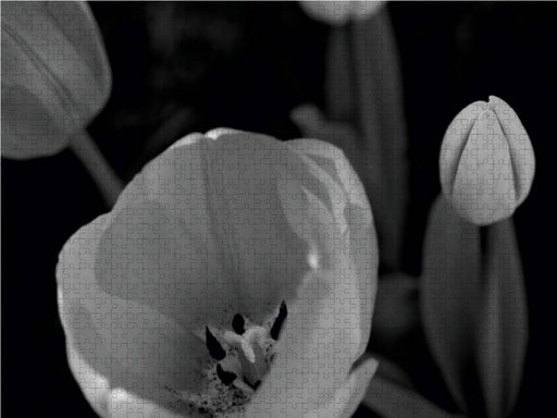 Tulpenblüten in schwarz/weiss - CALVENDO Foto-Puzzle - calvendoverlag 79.99