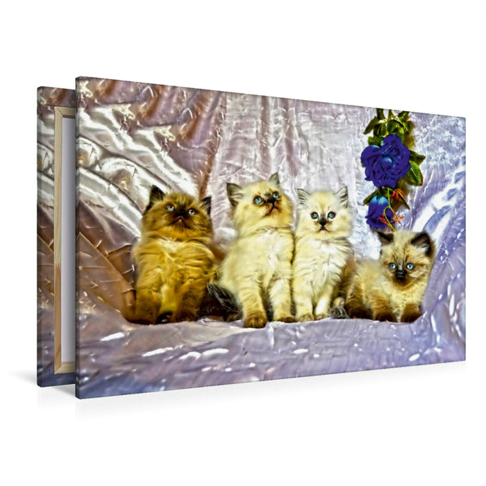 Premium Textil-Leinwand Premium Textil-Leinwand 120 cm x 80 cm quer CATS IN HDR