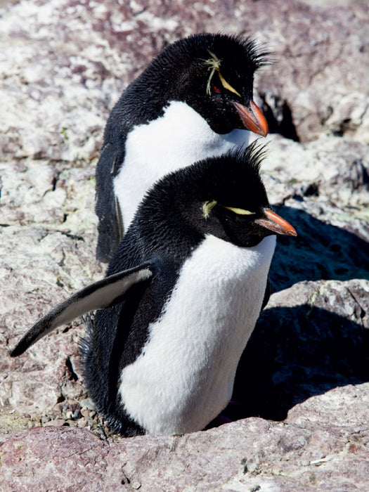 Rockhopper Pinguine, Isla de los Pingüinos - CALVENDO Foto-Puzzle - calvendoverlag 79.99