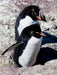Rockhopper Pinguine, Isla de los Pingüinos - CALVENDO Foto-Puzzle - calvendoverlag 79.99