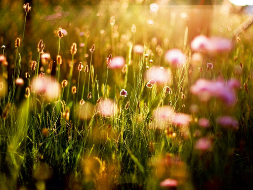 Abendsonne auf der Wiese - CALVENDO Foto-Puzzle - calvendoverlag 29.99