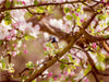 Blaumeise im Frühling - CALVENDO Foto-Puzzle - calvendoverlag 29.99