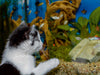 Katze Hope und die Fische - CALVENDO Foto-Puzzle - calvendoverlag 29.99