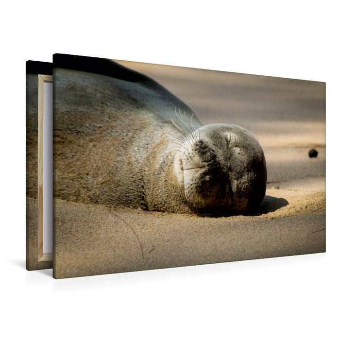 Premium Textil-Leinwand Premium Textil-Leinwand 120 cm x 80 cm quer Hawaiian Monk Seal