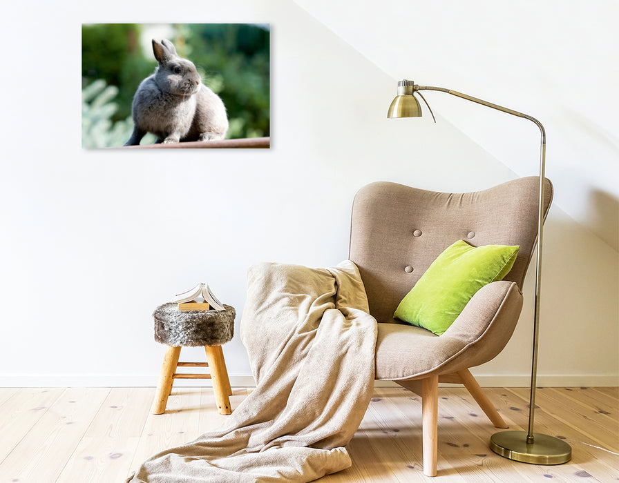 Premium Textil-Leinwand Premium Textil-Leinwand 75 cm x 50 cm quer Ein Motiv aus dem Kalender Kaninchen - knuddelige Hausgenossen