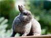 Kaninchen - knuddelige Hausgenossen - CALVENDO Foto-Puzzle - calvendoverlag 29.99