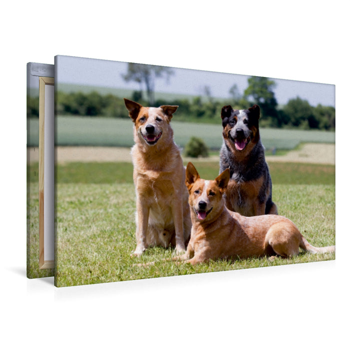 Premium Textil-Leinwand Premium Textil-Leinwand 120 cm x 80 cm quer Ein Motiv aus dem Kalender Faszinierende Australian Cattle Dogs