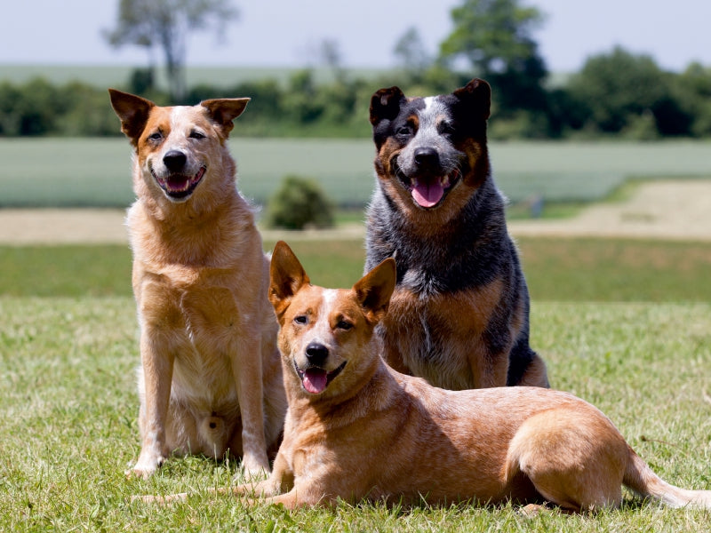 Faszinierende Australian Cattle Dogs - CALVENDO Foto-Puzzle - calvendoverlag 29.99