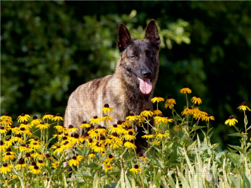 Holländischer Schäferhund - CALVENDO Foto-Puzzle - calvendoverlag 29.99