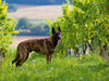 Holländischer Schäferhund - CALVENDO Foto-Puzzle - calvendoverlag 29.99