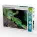 Stirnlappenbasilisk (Basiliscus plumifrons) - CALVENDO Foto-Puzzle - calvendoverlag 29.99