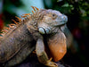 Grüner Leguan (Iguana iguana) - CALVENDO Foto-Puzzle - calvendoverlag 29.99