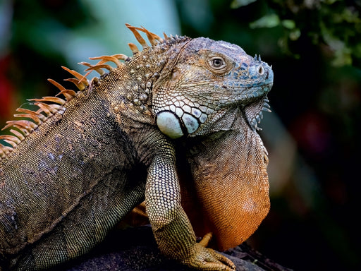 Grüner Leguan (Iguana iguana) - CALVENDO Foto-Puzzle - calvendoverlag 29.99