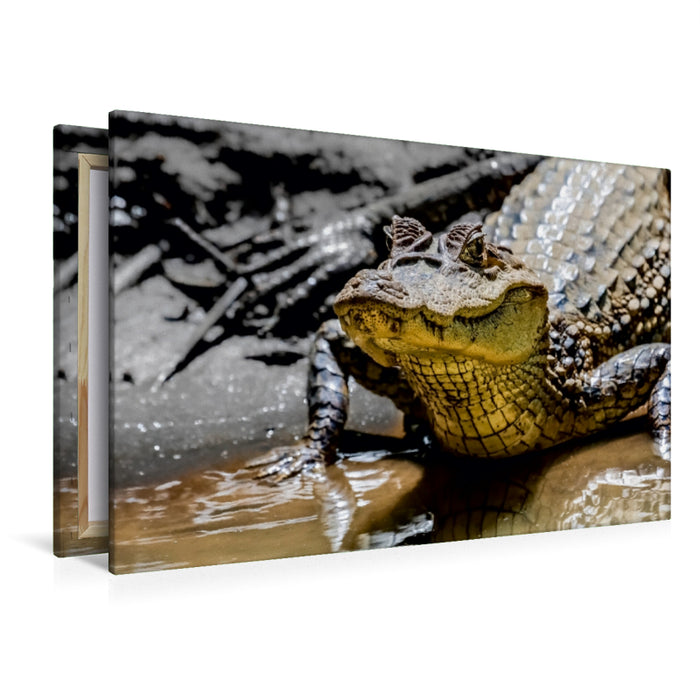 Premium Textil-Leinwand Premium Textil-Leinwand 120 cm x 80 cm quer Brillenkaiman (Caiman crocodilus)