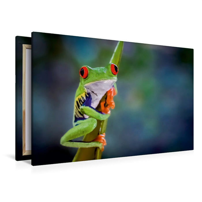 Premium Textil-Leinwand Premium Textil-Leinwand 120 cm x 80 cm quer Rotaugenlaubfrosch (Agalychnis callidryas)