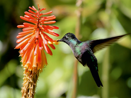 Violettkron-Brilliantkolibri (Eugenes fulgens) - CALVENDO Foto-Puzzle - calvendoverlag 29.99