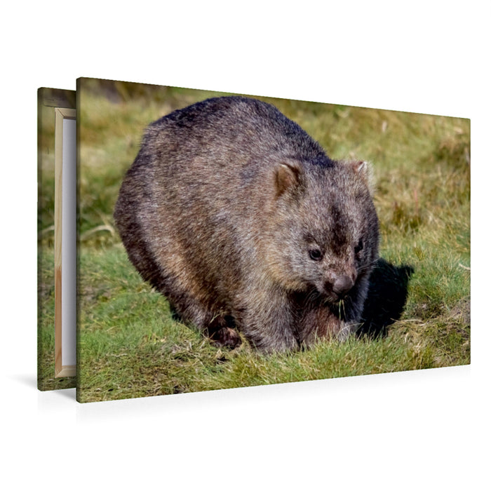 Toile textile premium Toile textile premium 120 cm x 80 cm paysage Wombat à nez nu (Vombatus Ursinus) 