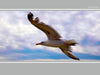 Möwe im Flug - CALVENDO Foto-Puzzle - calvendoverlag 29.99