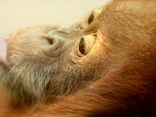 Kleiner träumender Affe - CALVENDO Foto-Puzzle - calvendoverlag 29.99