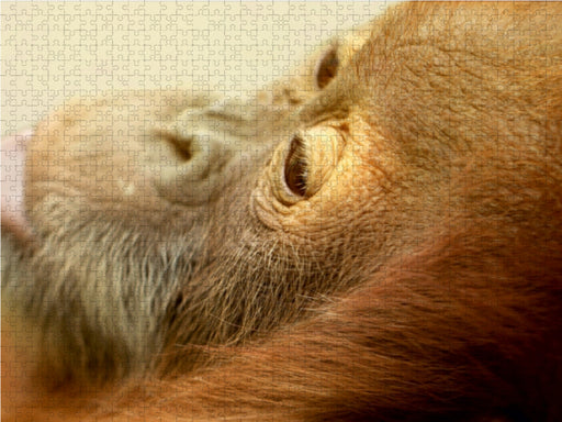 Kleiner träumender Affe - CALVENDO Foto-Puzzle - calvendoverlag 29.99