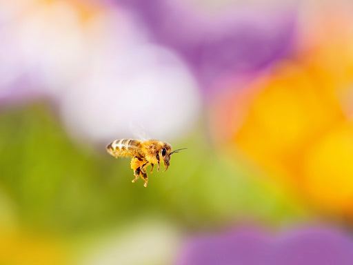 Biene im Krokusfeld - CALVENDO Foto-Puzzle - calvendoverlag 29.99