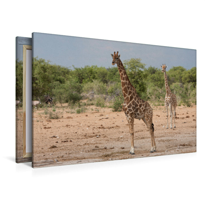 Premium Textil-Leinwand Premium Textil-Leinwand 120 cm x 80 cm quer Giraffen im Etosha Nationalpark