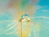 Blue Drop - CALVENDO Foto-Puzzle - calvendoverlag 29.99