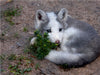 Junger Polarfuchs - CALVENDO Foto-Puzzle - calvendoverlag 39.99